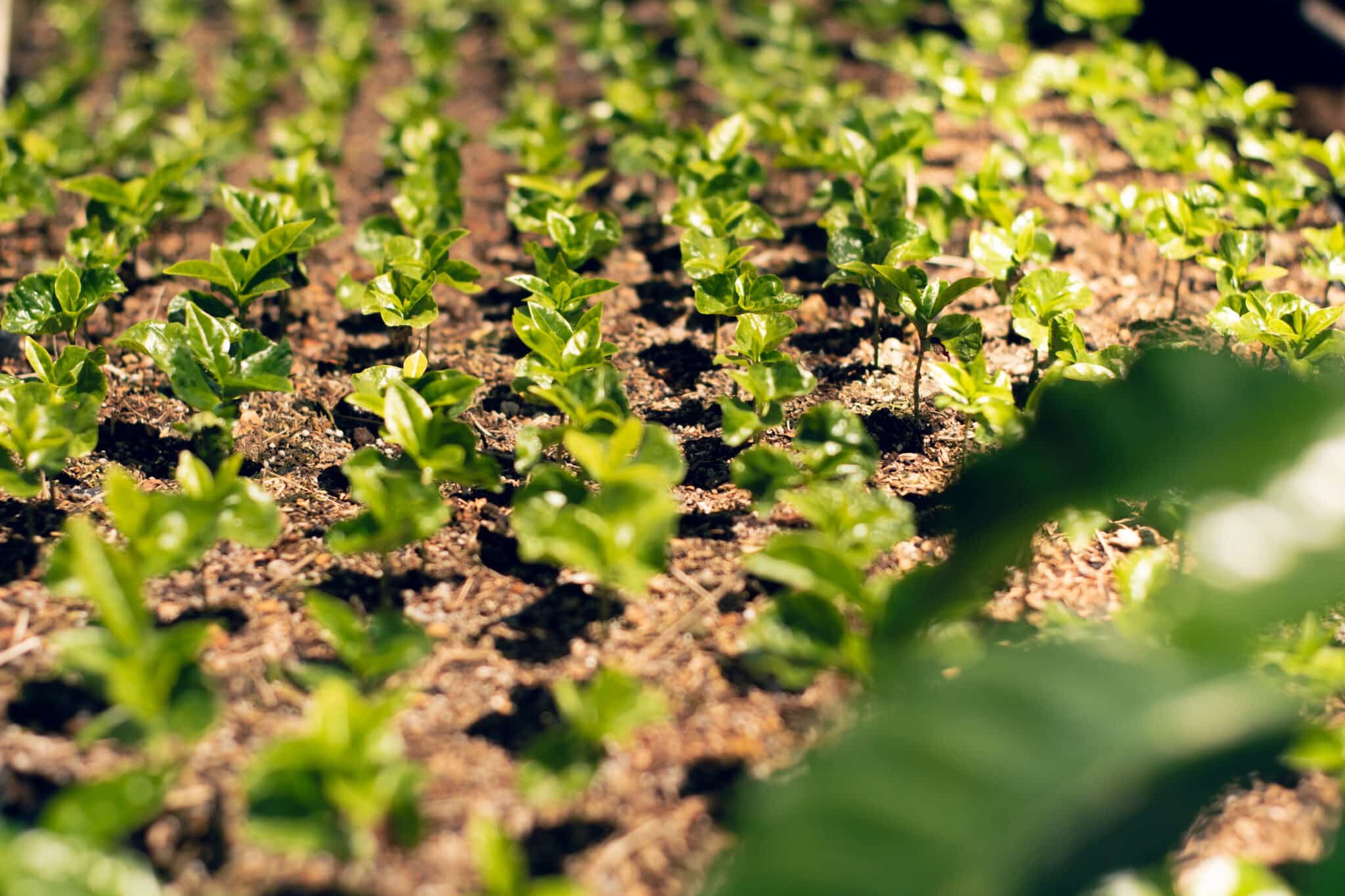 Galería Finca La Manchuria 4