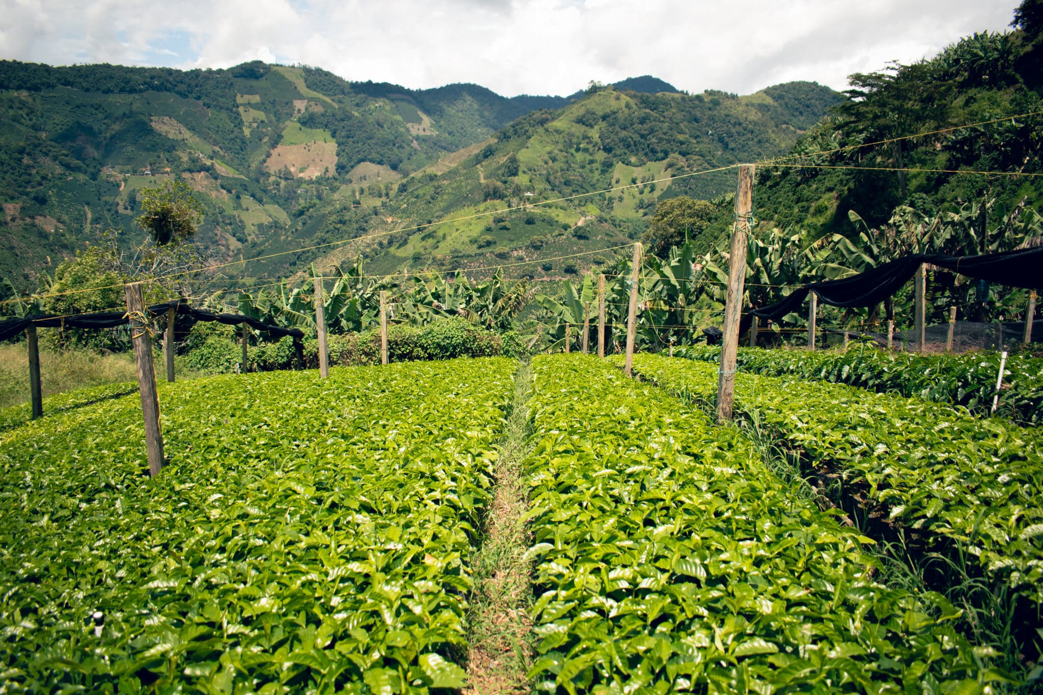 Galería Finca La Manchuria 2