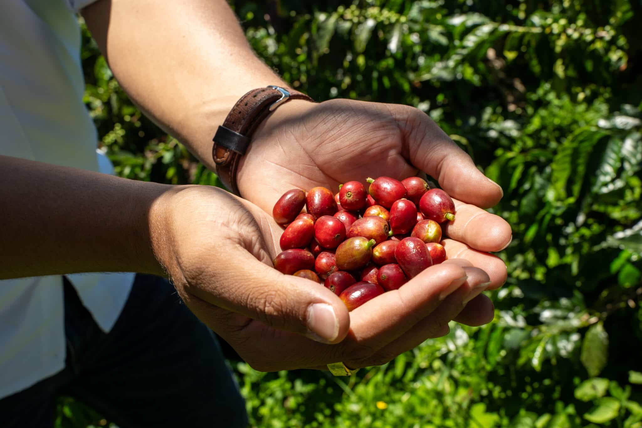 [Imagen del Tour de Café]